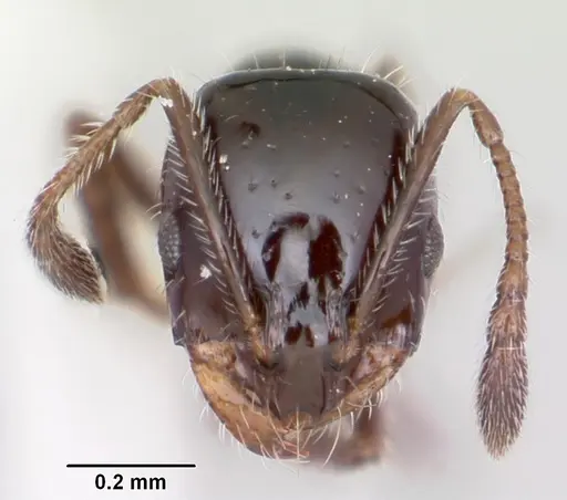Monomorium ergatogyna specimen CASENT0105771 image casent0105771_2