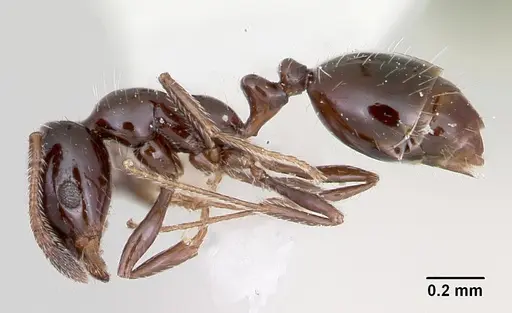 Monomorium ergatogyna specimen CASENT0105771 image casent0105771_3