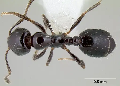 Monomorium ergatogyna specimen CASENT0106030 image casent0106030_1