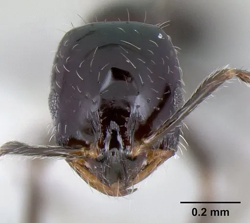 Monomorium ergatogyna specimen CASENT0106030 image casent0106030_2