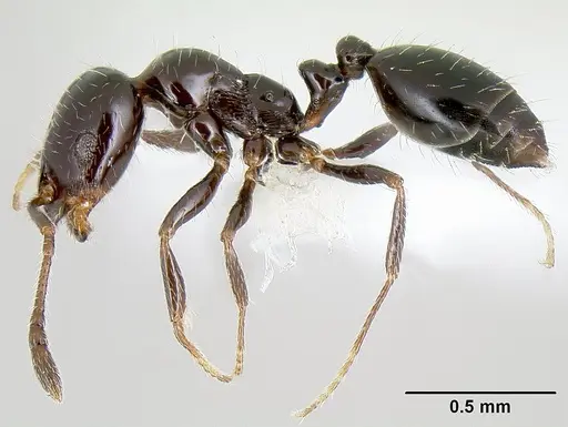 Monomorium ergatogyna specimen CASENT0106030 image casent0106030_3