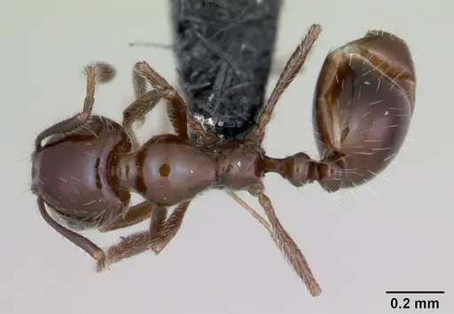 Monomorium ergatogyna specimen CASENT0118171 image casent0118171_1