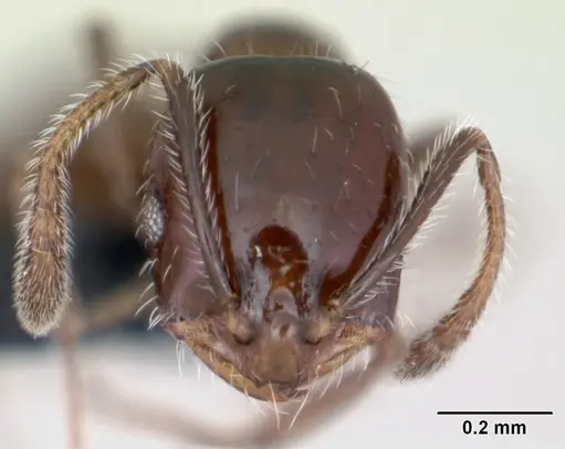 Monomorium ergatogyna specimen CASENT0118171 image casent0118171_2