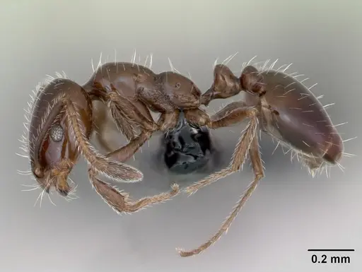 Monomorium ergatogyna specimen CASENT0118171 image casent0118171_3