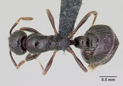 Monomorium ergatogyna specimen CASENT0118172 image casent0118172_1