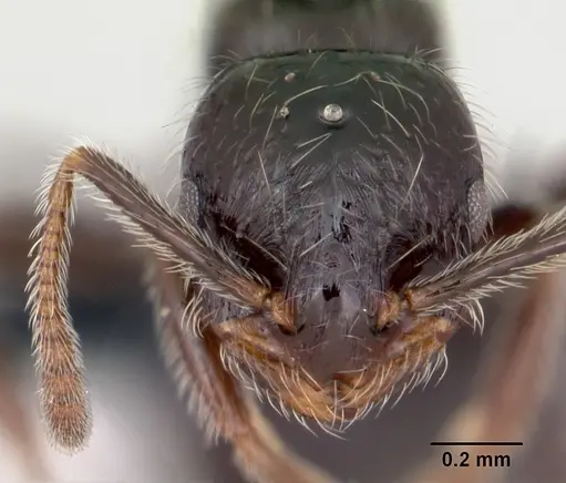 Monomorium ergatogyna specimen CASENT0118172 image casent0118172_2