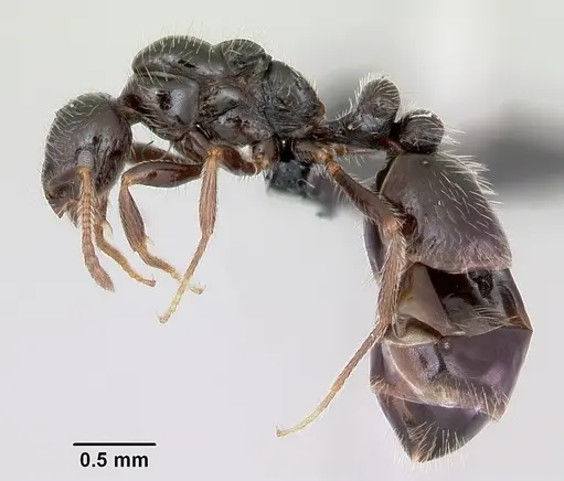 Monomorium ergatogyna specimen CASENT0118172 image casent0118172_3