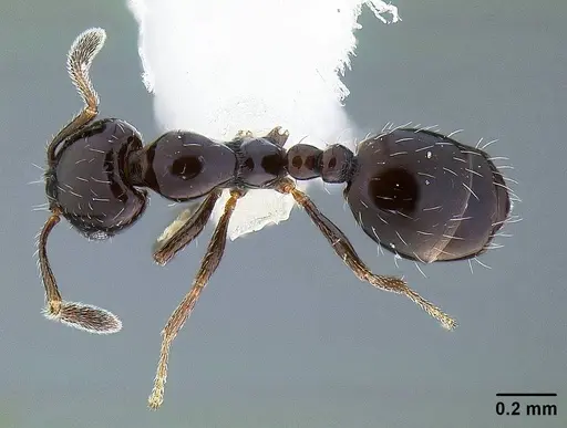 Monomorium ergatogyna specimen CASENT0221927 image casent0221927_1