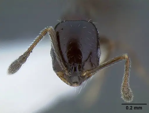 Monomorium ergatogyna specimen CASENT0221927 image casent0221927_2