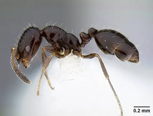 Monomorium ergatogyna specimen CASENT0221927 image casent0221927_3