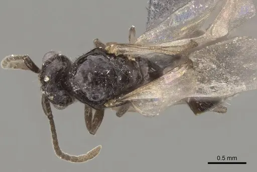 Monomorium ergatogyna specimen CASENT0770604 image casent0770604_1