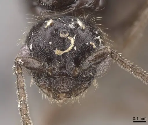 Monomorium ergatogyna specimen CASENT0770604 image casent0770604_2