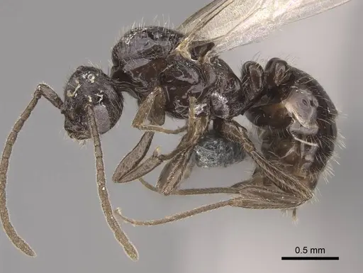 Monomorium ergatogyna specimen CASENT0770604 image casent0770604_3