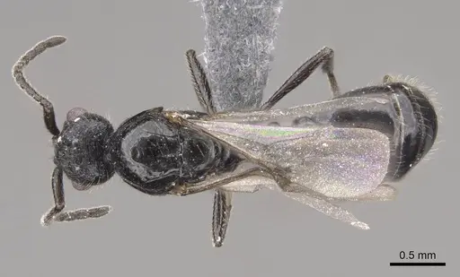 Monomorium ergatogyna specimen CASENT0770668 image casent0770668_1