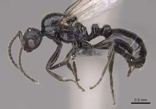 Monomorium ergatogyna specimen CASENT0770668 image casent0770668_3