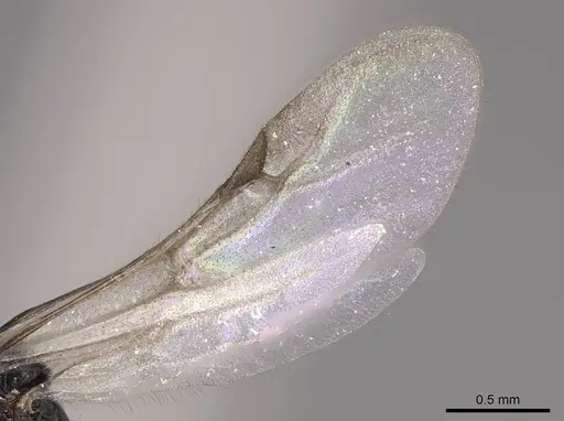 Monomorium ergatogyna specimen CASENT0770668 image casent0770668_4