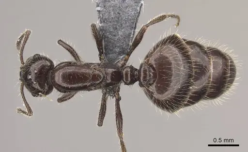 Monomorium ergatogyna specimen CASENT0770740 image casent0770740_1