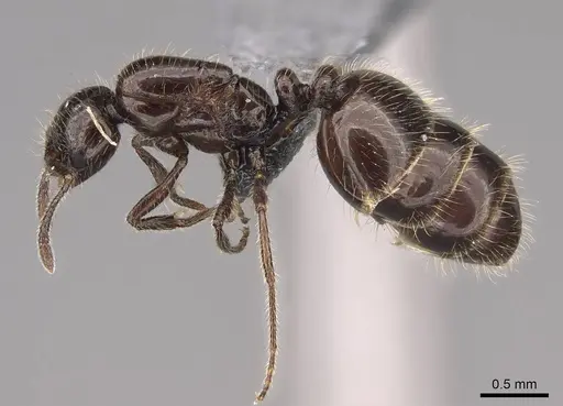 Monomorium ergatogyna specimen CASENT0770740 image casent0770740_3