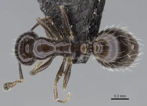 Monomorium ergatogyna specimen CASENT0799219 image casent0799219_1
