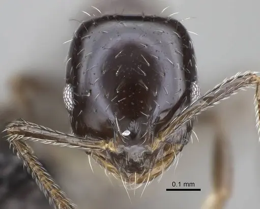Monomorium ergatogyna specimen CASENT0799219 image casent0799219_2