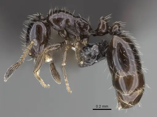 Monomorium ergatogyna specimen CASENT0799219 image casent0799219_3