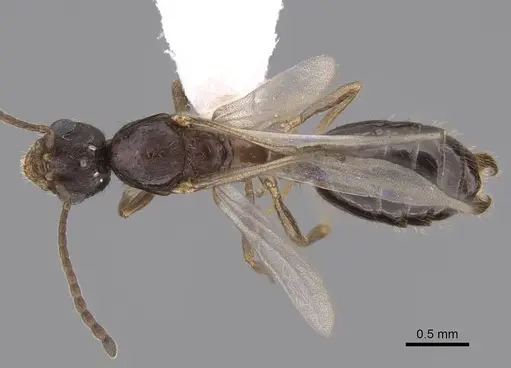 Monomorium ergatogyna specimen CASENT0844155 image casent0844155_1
