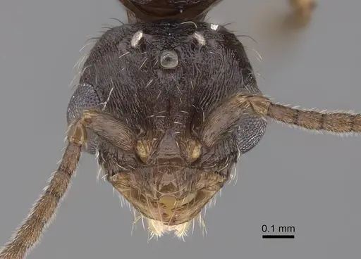 Monomorium ergatogyna specimen CASENT0844155 image casent0844155_2