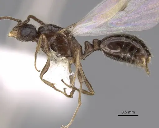 Monomorium ergatogyna specimen CASENT0844155 image casent0844155_3