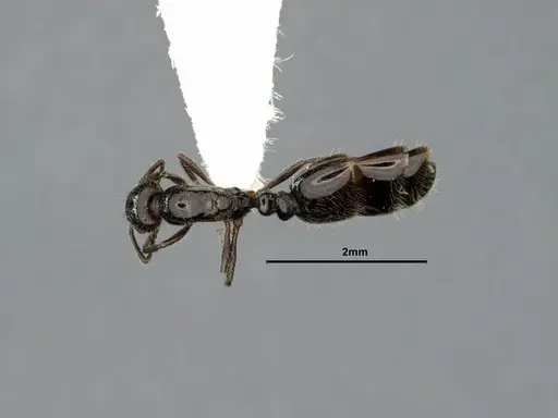 Monomorium ergatogyna specimen CASENT0883335 image casent0883335_1