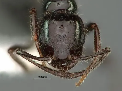 Monomorium ergatogyna specimen CASENT0883335 image casent0883335_2