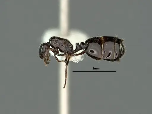 Monomorium ergatogyna specimen CASENT0883335 image casent0883335_3