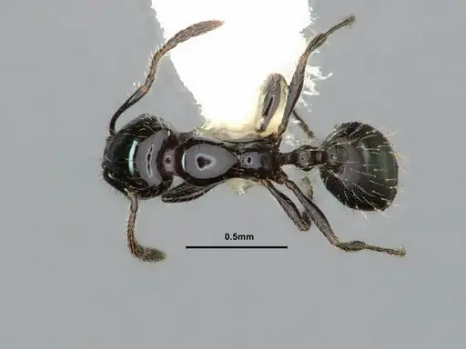 Monomorium ergatogyna specimen CASENT0883411 image casent0883411_1