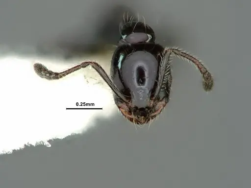 Monomorium ergatogyna specimen CASENT0883411 image casent0883411_2