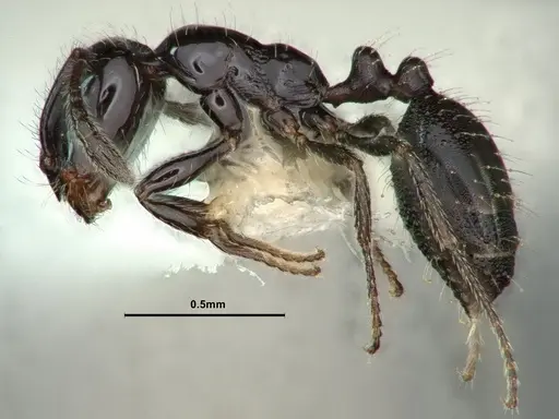 Monomorium ergatogyna specimen CASENT0883411 image casent0883411_3