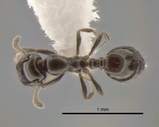 Monomorium ergatogyna specimen CASENT0886693 image casent0886693_1