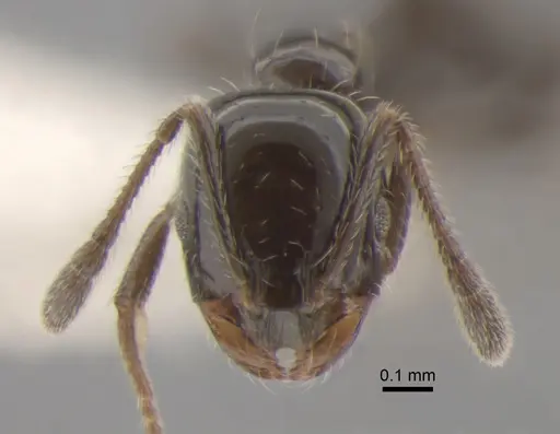 Monomorium ergatogyna specimen CASENT0886693 image casent0886693_2