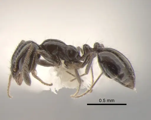 Monomorium ergatogyna specimen CASENT0886693 image casent0886693_3