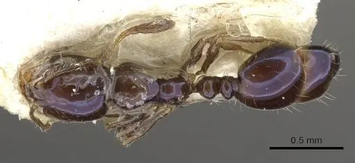 Monomorium ergatogyna specimen CASENT0902284 image casent0902284_1
