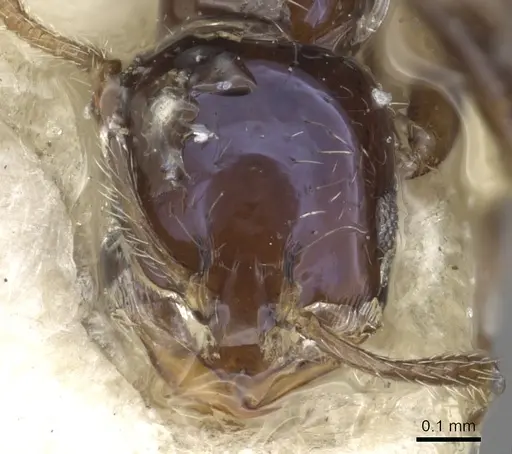 Monomorium ergatogyna specimen CASENT0902284 image casent0902284_2