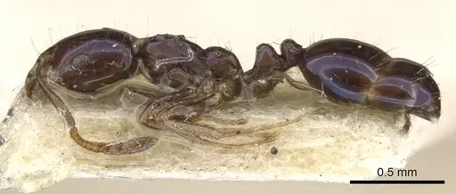 Monomorium ergatogyna specimen CASENT0902284 image casent0902284_3