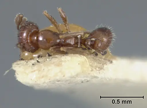 Monomorium ergatogyna specimen USNMENT01129600 image usnment01129600_1
