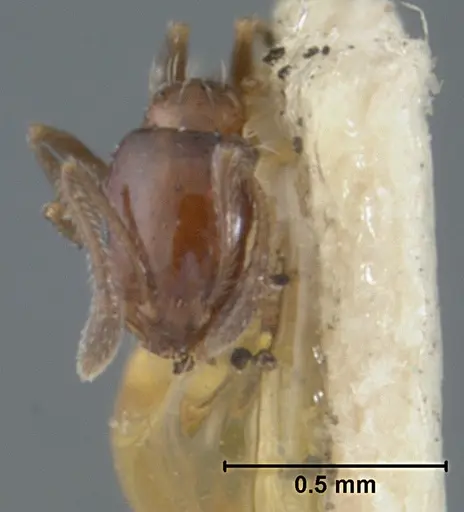 Monomorium ergatogyna specimen USNMENT01129600 image usnment01129600_2