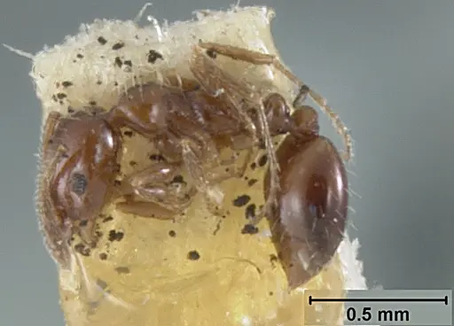 Monomorium ergatogyna specimen USNMENT01129600 image usnment01129600_3