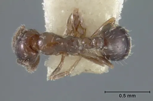 Monomorium ergatogyna specimen USNMENT01129603 image usnment01129603_1
