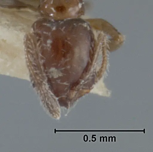 Monomorium ergatogyna specimen USNMENT01129603 image usnment01129603_2