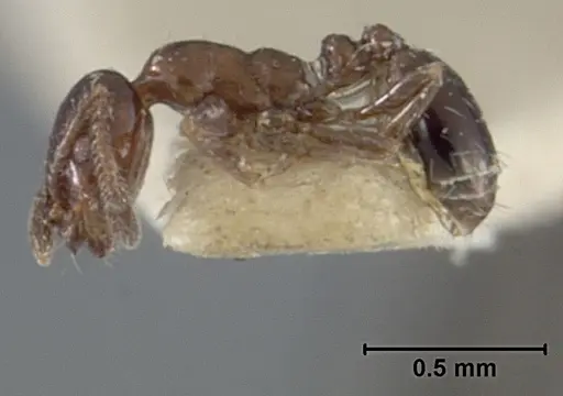Monomorium ergatogyna specimen USNMENT01129603 image usnment01129603_3