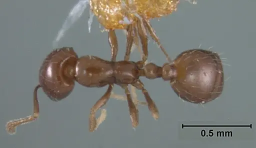 Monomorium ergatogyna specimen USNMENT01129604 image usnment01129604_1