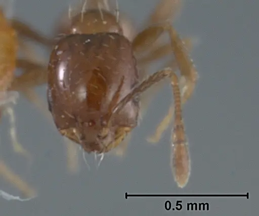 Monomorium ergatogyna specimen USNMENT01129604 image usnment01129604_2