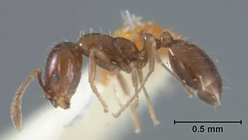 Monomorium ergatogyna specimen USNMENT01129604 image usnment01129604_3