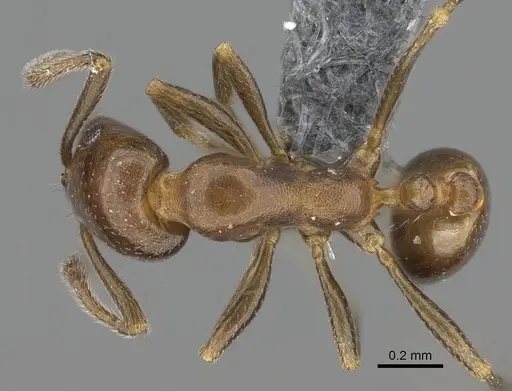 Monomorium esharre specimen CASENT0787952 image casent0787952_1